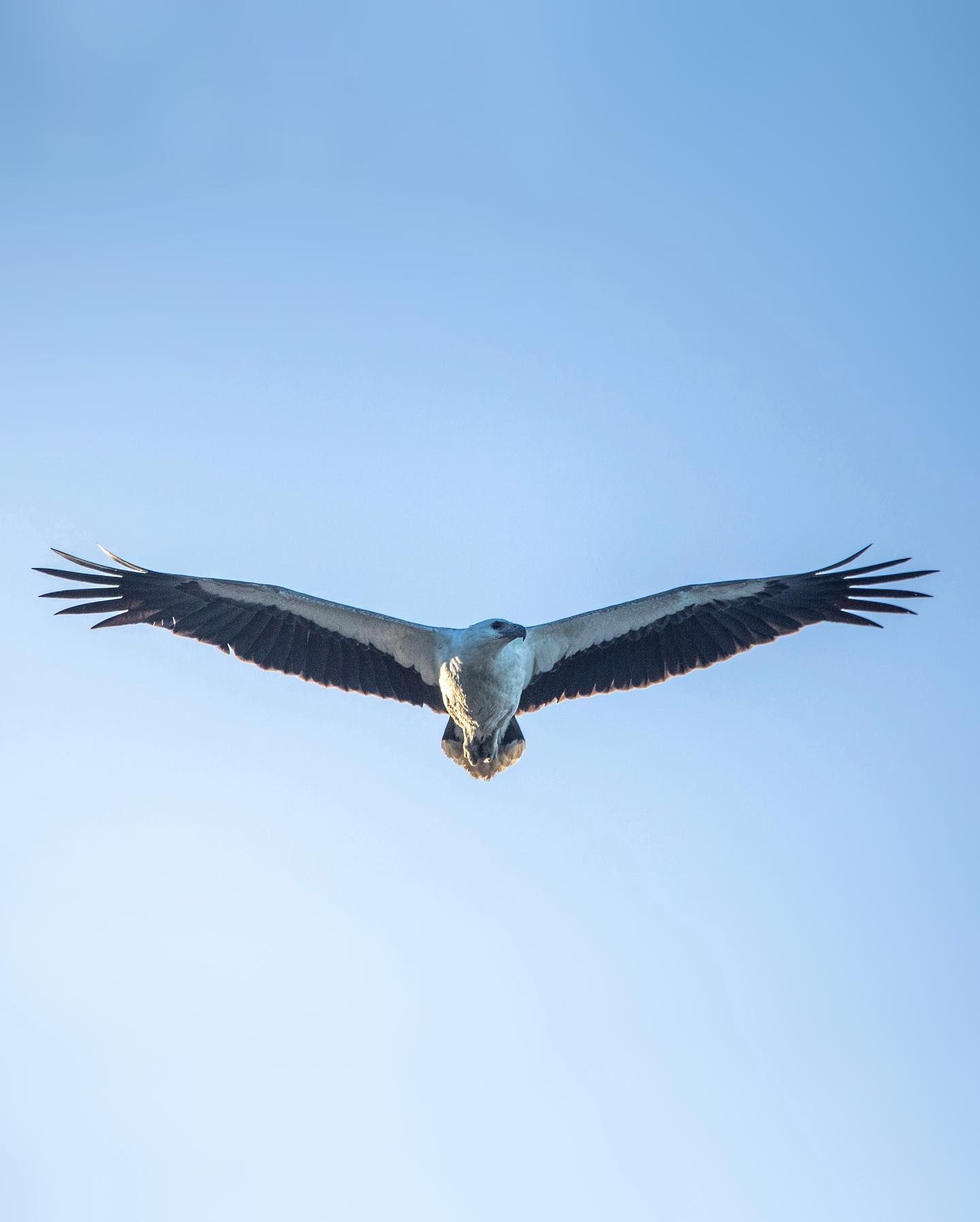 white_bellied_sea_eagle_-_eben_mccimmon.jpg