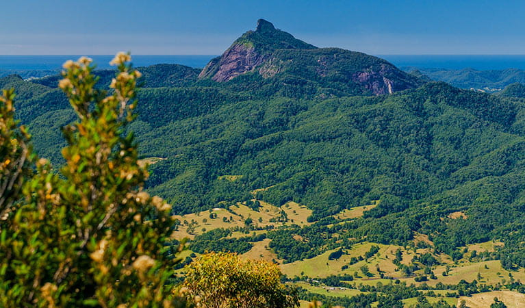 The Pinnacle lookout, Border Ranges National Park