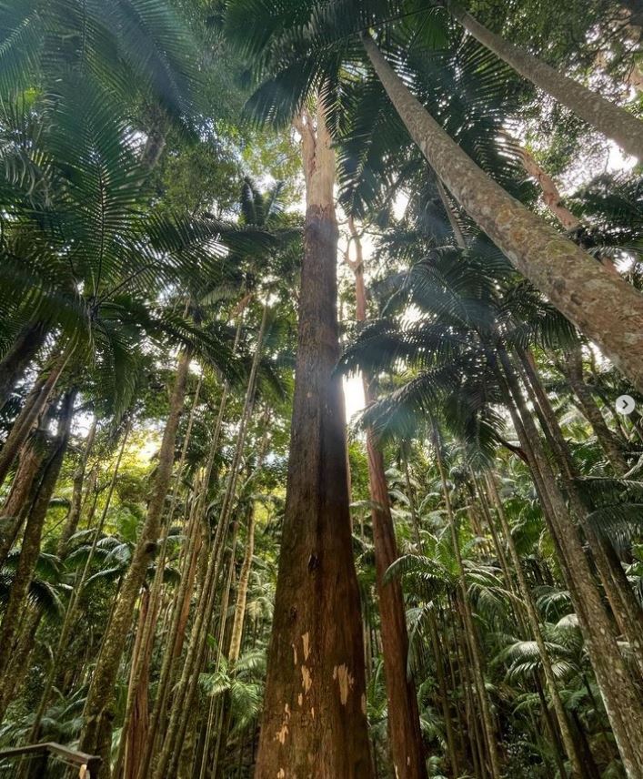 wollumbin NP