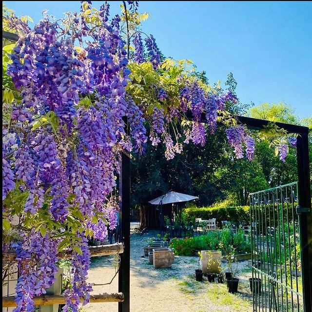 Crystal Creek Estate | Cafe | Nursery Crystal Creek Estate | Cafe | Nursery