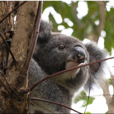Friends of the Koala