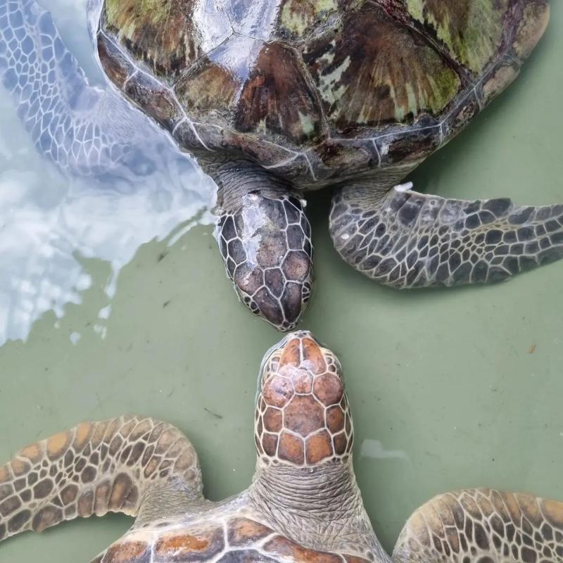Australian Seabird and Turtle Rescue