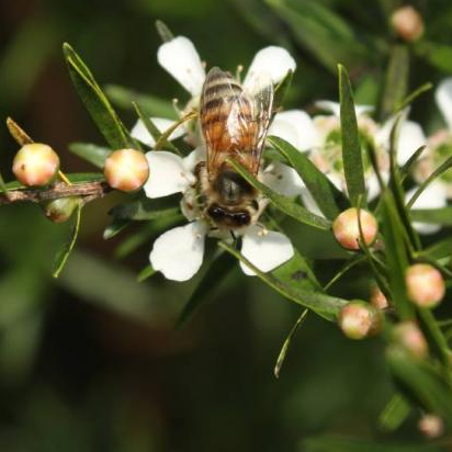 Gather By Manuka Honey