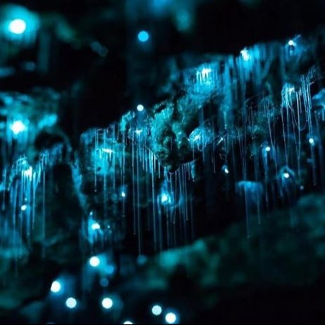Hinterland Magic & Glow-Worm Tour - Rise Up Byron Conscious Tours