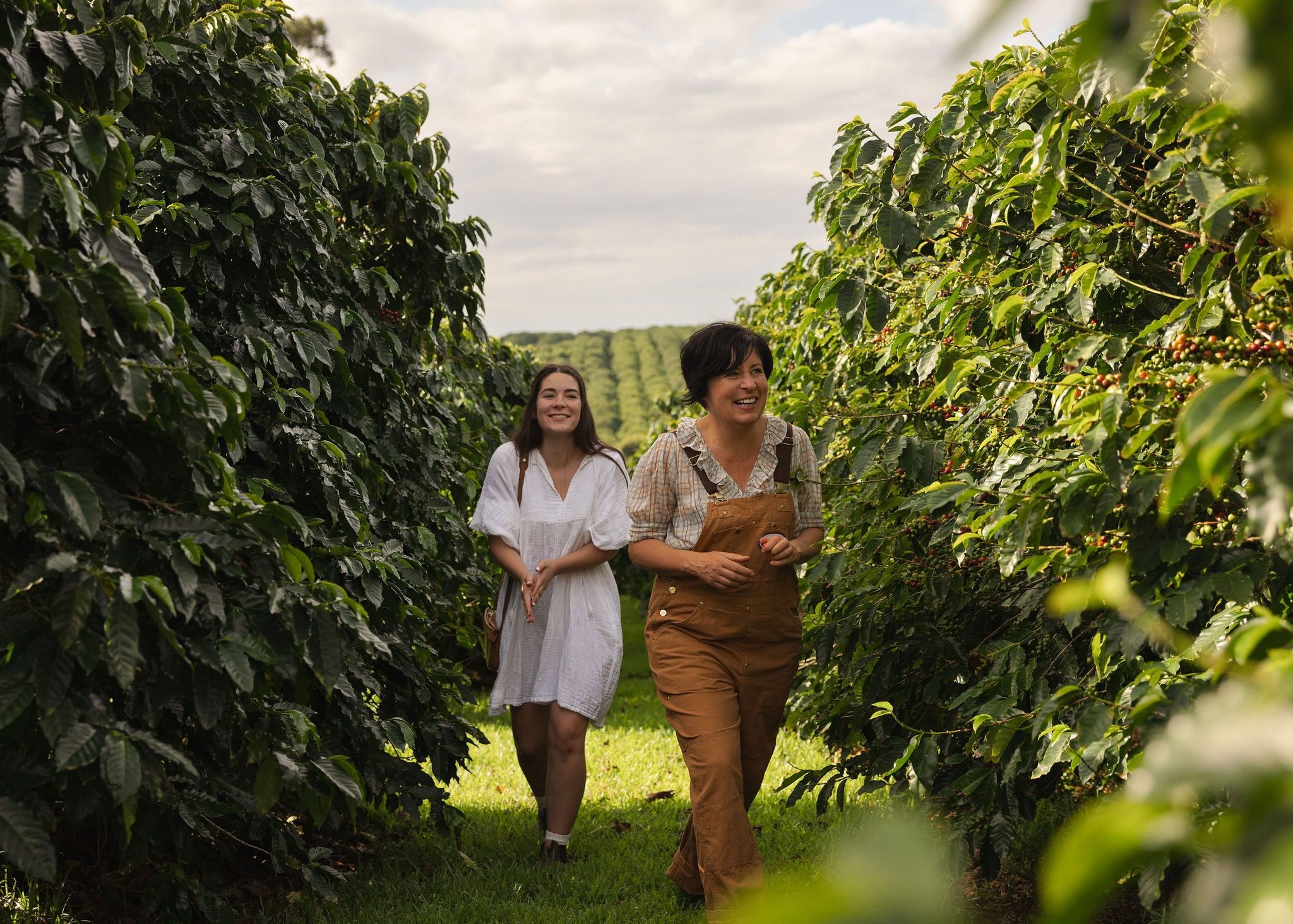 Explore a Coffee Plantation