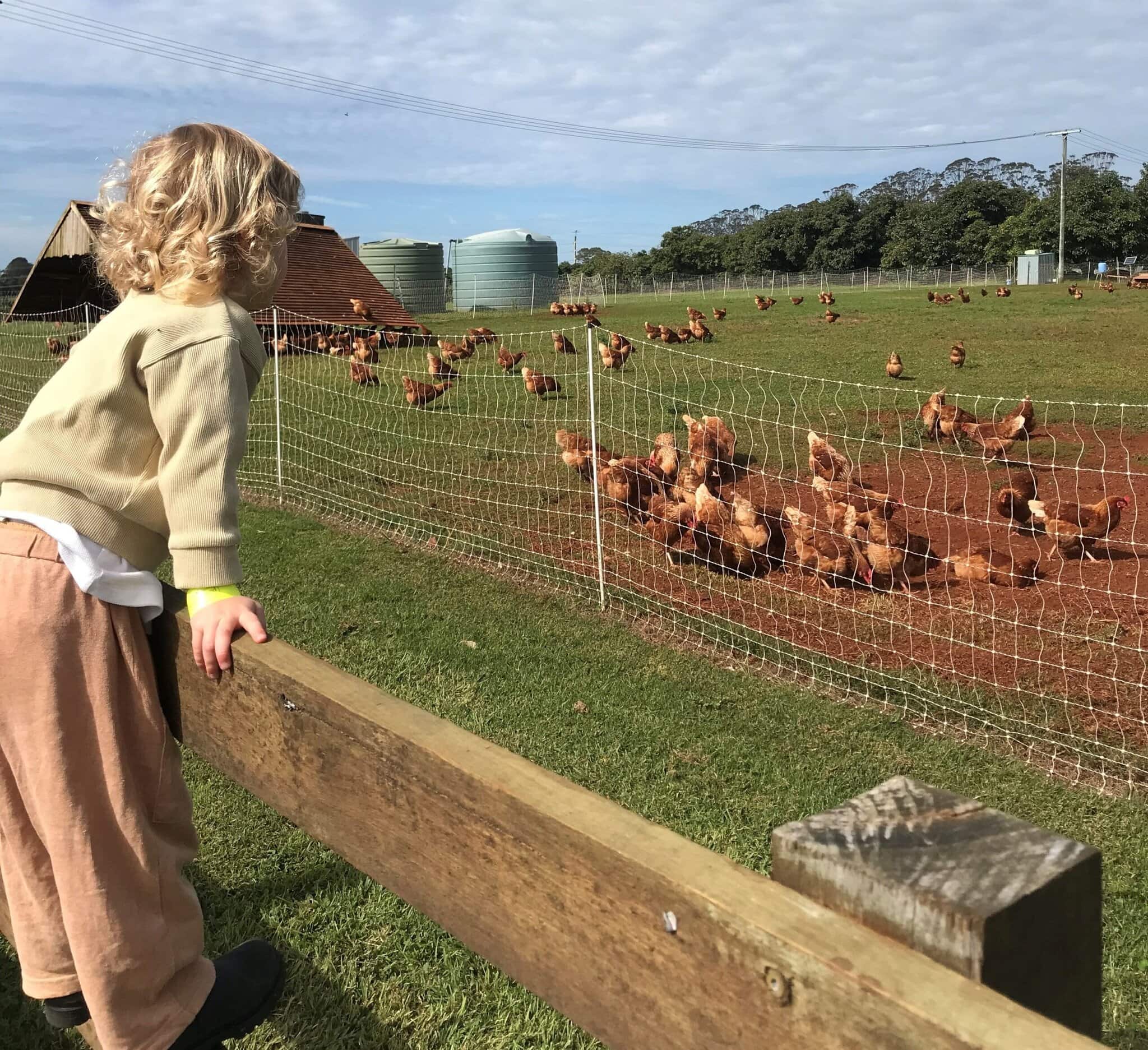 Child Visiting Summerland Farm – Alstonville A young child looks over a wooden fence at free-range chickens roaming on the grass at Summerland Farm in Alstonville.