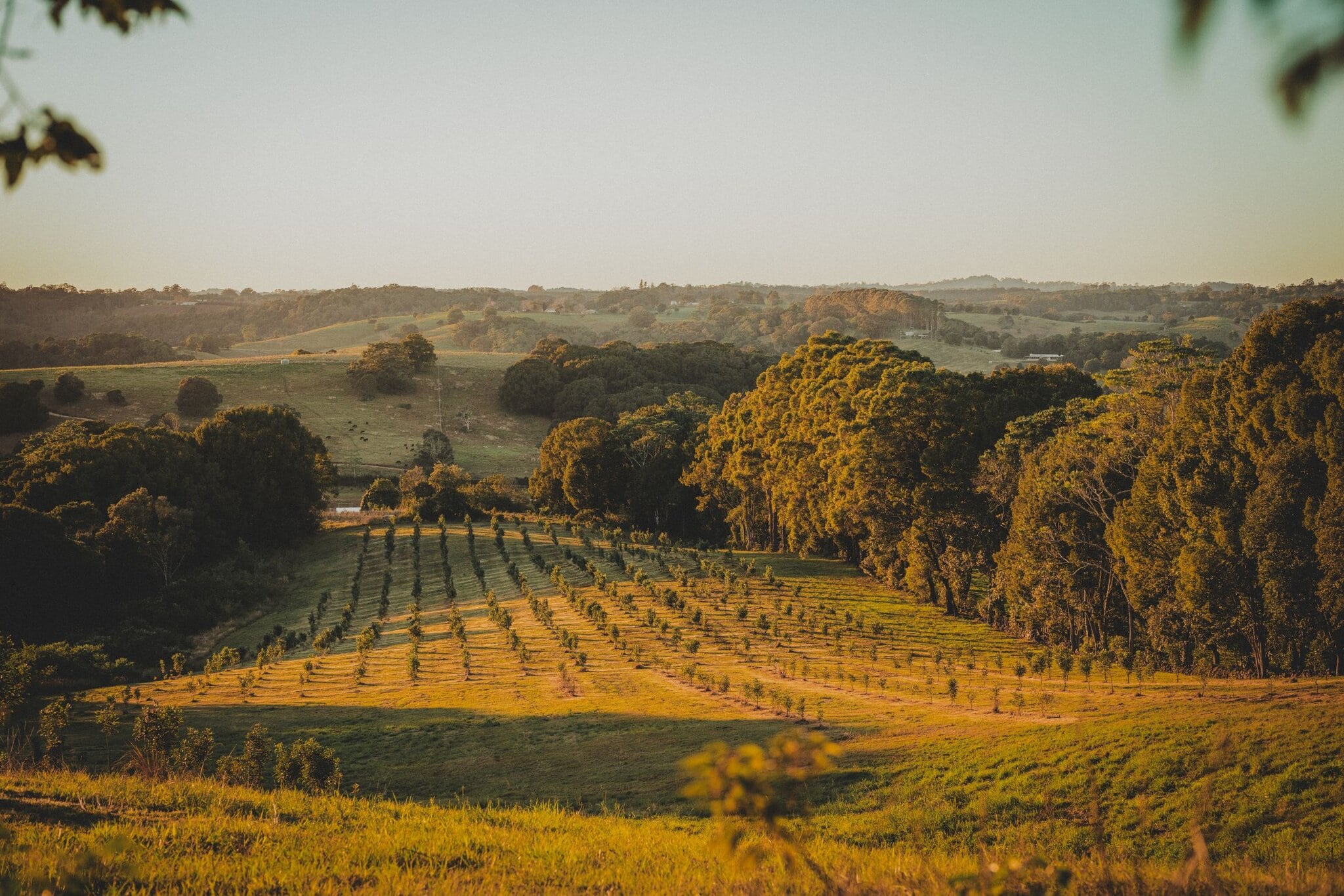 Modanville – Scenic Bakes & Macadamia Country