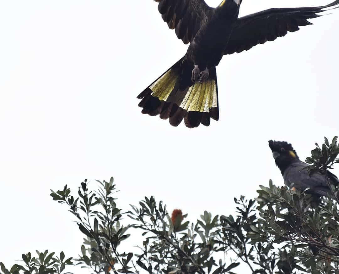 Black Cockatoos And Banksias.jpg Emma Williams