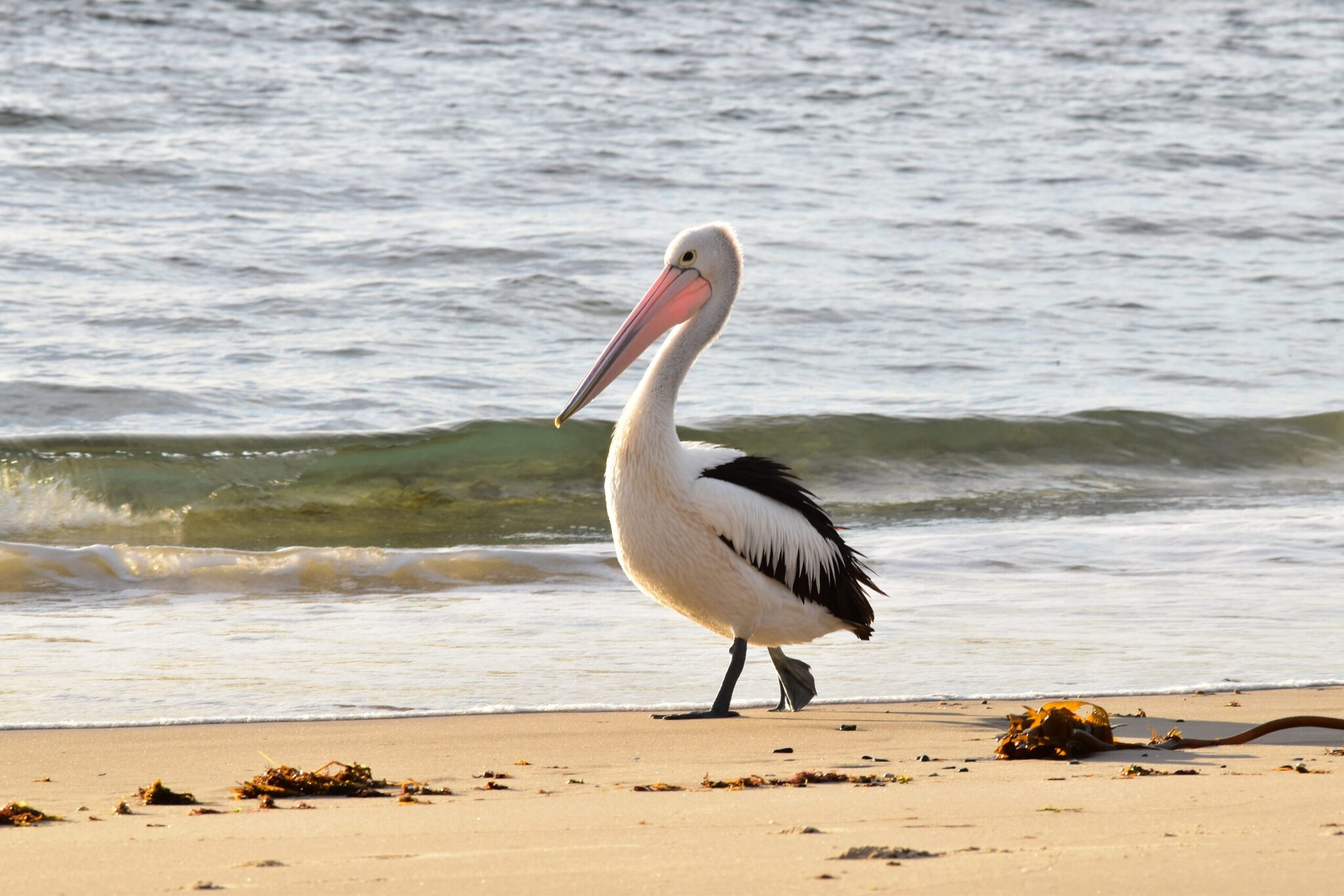 Boat Channel Pelican.jpg Emma Williams