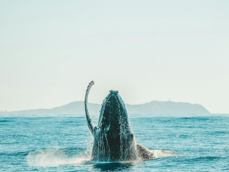 Whale Watching or a Touch of History & Culture