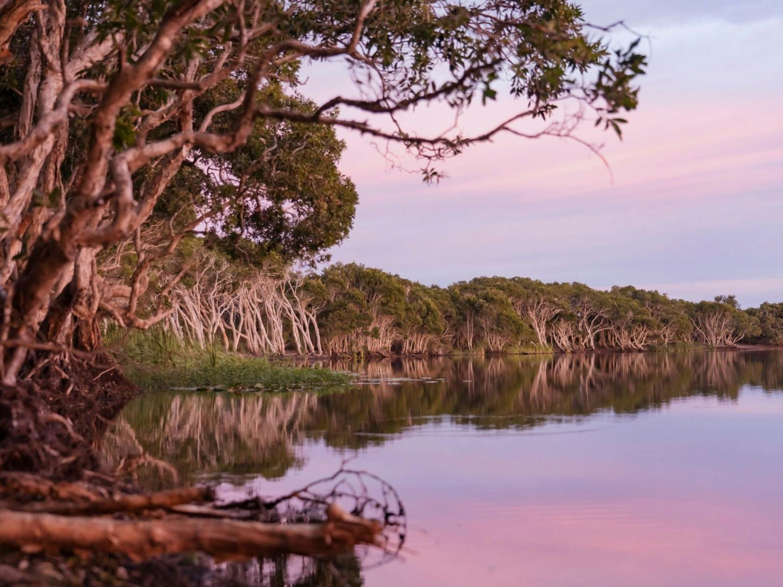 Freshwater tea tree lake in Lennox Head 