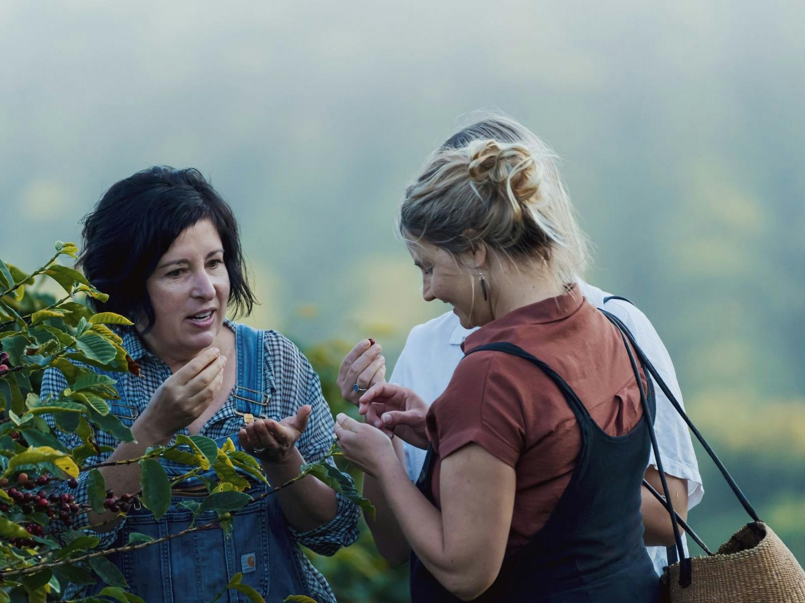 Zentvelds Coffee Plantation