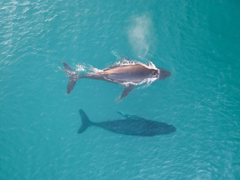 Whale Watching in Ballina