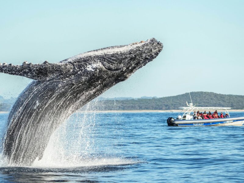Whale Watching