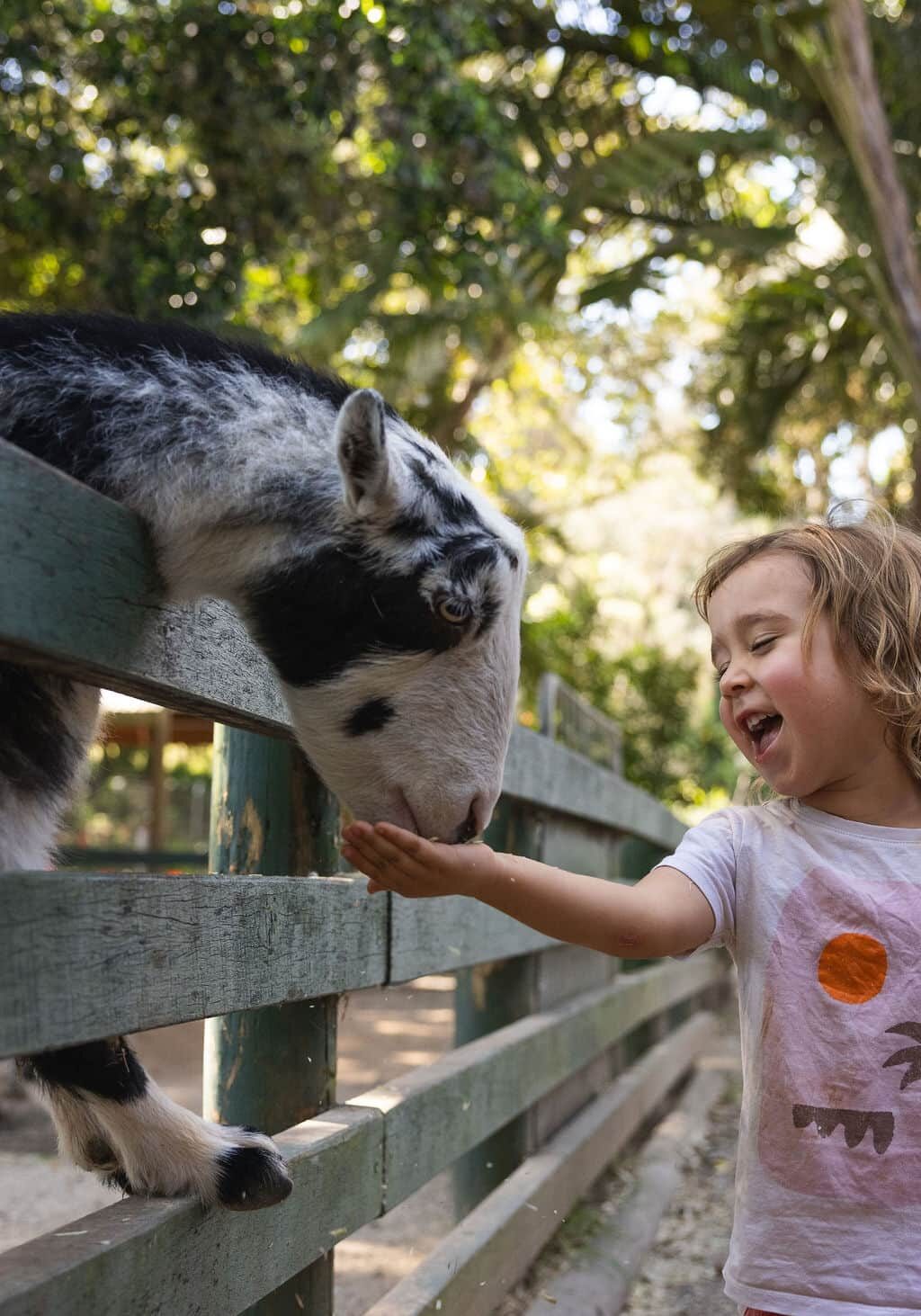 Kids Feeding a Goat at Byron Bay Wildlife Sanctuary Two young children feed a goat through a wooden fence at Byron Bay Wildlife Sanctuary in the Ballina Hinterland.