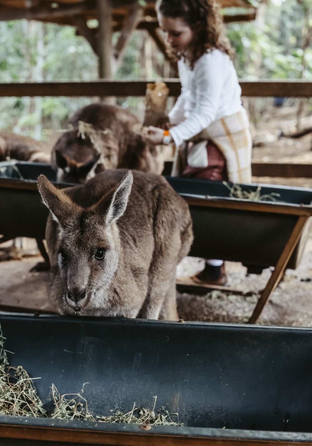 BBWS Kangaroo Resized