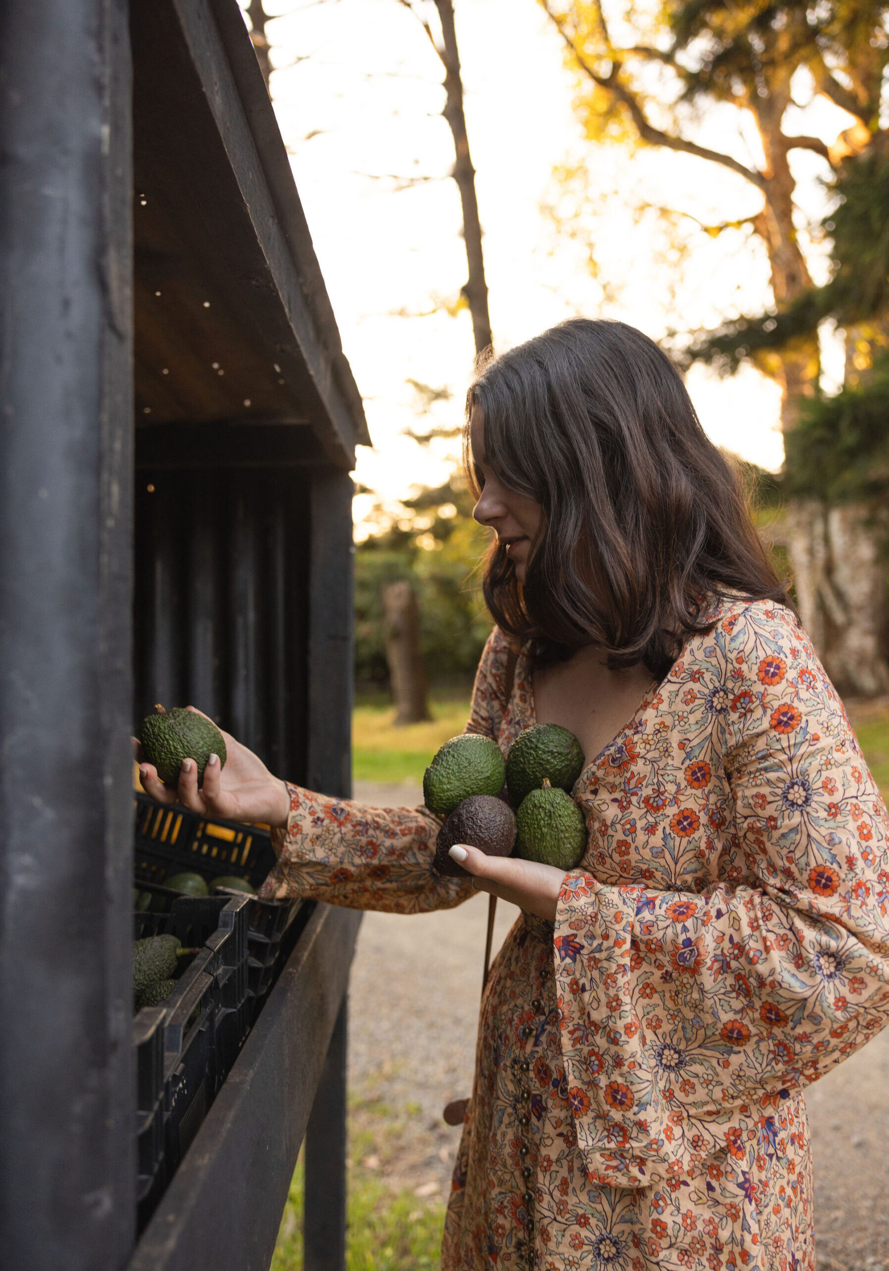 A woman selecting fresh avocados from a roadside produce stall in the Ballina hinterland.