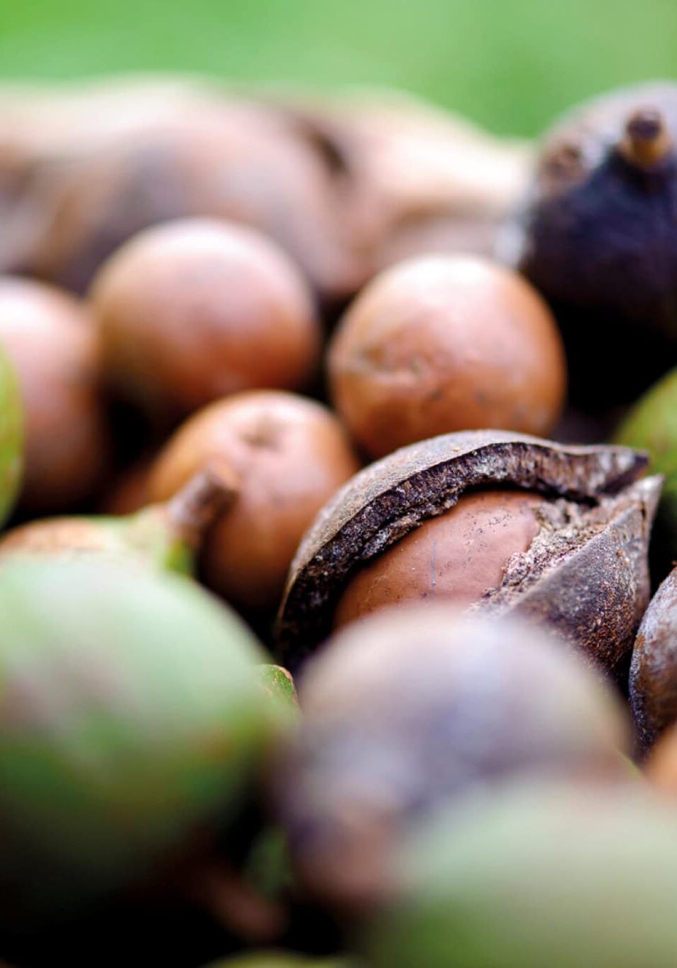 macadamias-newrybar-farm-harvest Close-up of freshly harvested macadamia nuts in their shells, Newrybar NSW