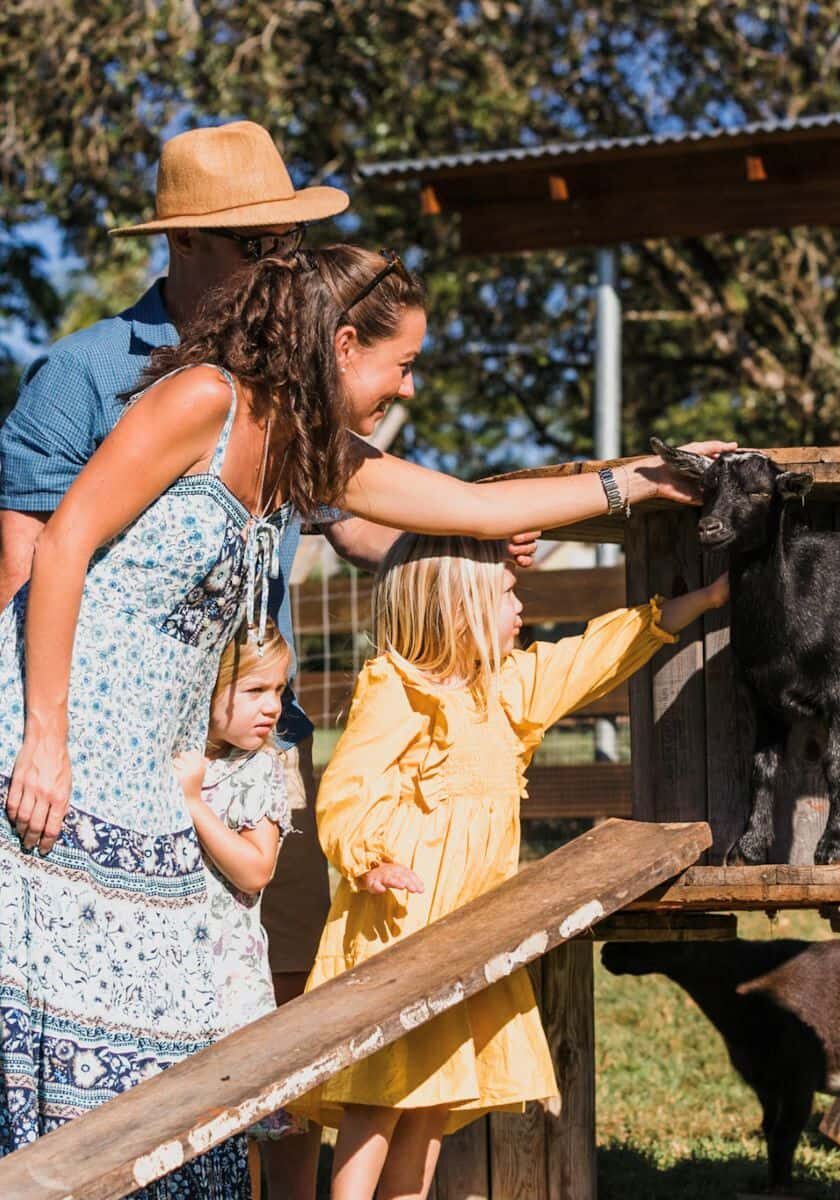 Summerland Farm Alstonville Farm Animals DB Summerland Farm Alstonville Farm Animals DB