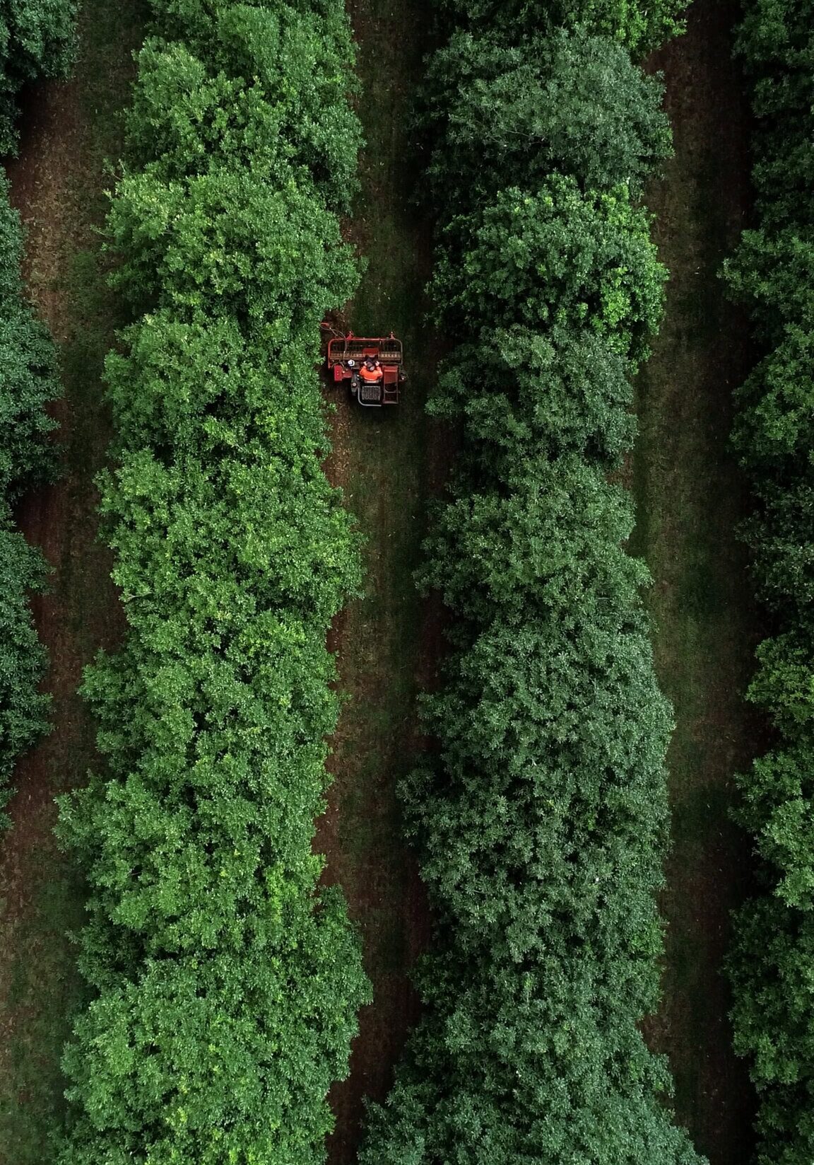 Harvest in Motion at Summerland Farm Aerial view of a red tractor working between neat rows of lush green macadamia trees at Summerland Farm in Alstonville, NSW.