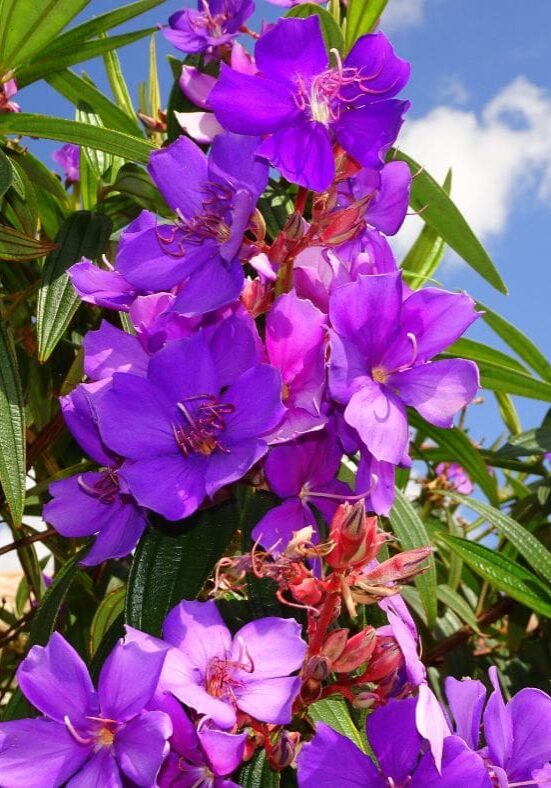 Tibouchina Canva Image