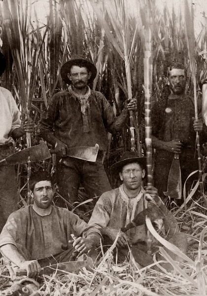 Wardell Cane Cutters Historic black and white photo of six male sugarcane workers with machetes, standing and sitting among tall cane stalks in Wardell, circa early 1900s.